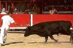 Известный тореадор сбежал с ринга от страха