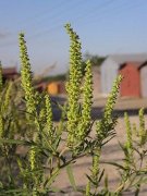 В ближайшие выходные пройдет субботник по ликвидации амброзии