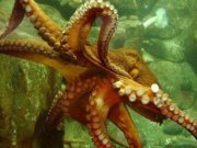 Про осьминога-предсказателя сняли фильм