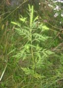 Применяемые технологии уничтожения амброзии только способствуют ее росту