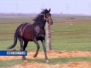 Ставропольских коней - на мировые рынки