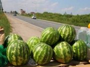 Полосатые ягоды на асфальте