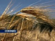 Природа испытывает аграриев на прочность