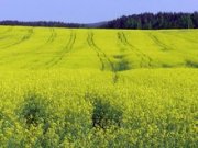 35% всего урожая рапса в России собраны на Ставрополье