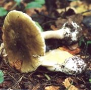 Грибной сезон открыт, а вместе с ним и сезон массовых отравлений.