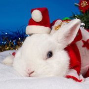 С Новым годом и Рождеством!