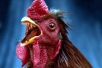 Генно-модифицированные куры победили грипп