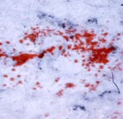 Массовое убийство в Ставрополе