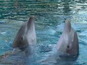 Дельфинотерапия спасает от аутизма