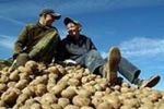 Картофель станет деликатесом к концу зимы