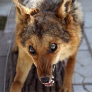 В январе на Ставрополье отмечены шесть случаев бешенства