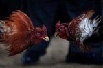 На петушиных боях в Калифорнии погиб человек