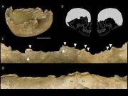 Выяснена технология изготовления кубков из черепов