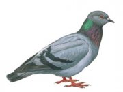 Голуби различают лица