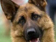 Специалисты-кинологи Ставрополья победили в соревнованиях