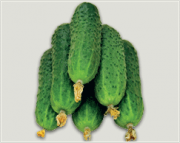 Роспотребнадзор по Ставропольскому краю принимает меры по выявлению опасных овощей