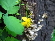 Сок чистотела вылечит не только кисту на печени