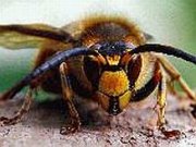 Если вас укусили