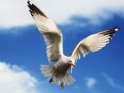 В столице Финляндии появился патруль, основная задача которого – охрана туристов от чаек