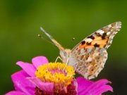 Туристы грабят природные богатства Турции