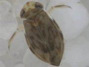 Ученые назвали самое громкое животное