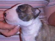 Ученые создали «собаку Баскервиллей»