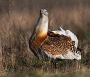 Административные штрафы за вред флоре и фауне увеличатся более чем вдвое