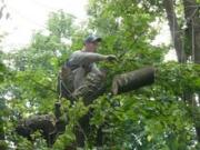 Все спиленные на улице Морозова деревья будут восстановлены