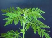 В администрации города подвели итоги субботника по уничтожению амброзии