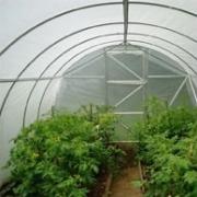 Правительство Украины поддержит тепличное хозяйство