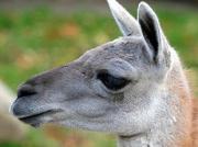 Ставропольский зоопарк принимает новых жильцов