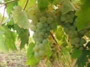 В крае началась уборка столового винограда