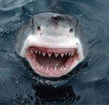 На Сейшелах акулы продолжают нападать на людей