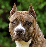 Законодатели Польши заботятся о братьях наших меньших