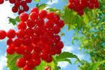 Калина спасет от осенней  хандры