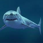 Одна акула в Приморском крае уже поймана