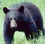 Американские медведи учатся угонять автомобили