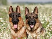 Бельгийских овчарок берут на работу в ярославскую полицию