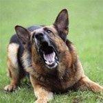 Собака долго лает - заплати штраф