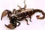 Яд скорпионов поможет  в борьбе против  рака
