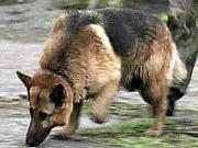 В парке Победы нашли оружие и взрывчатку