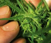 Актер из сериала \"Глухарь\" пойман на наркотиках