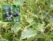 Философия здоровья