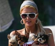 Пэрис Хилтон спасла бездомного пса