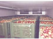 Сельское хозяйство Алматинской области активно развивается