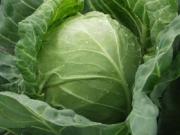 Ученые вывели новый сорт суперкапусты