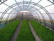 Стоимость овощей в России снизится