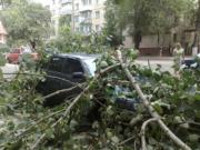 Падающие деревья стали обычным явлением в Ленинградской области