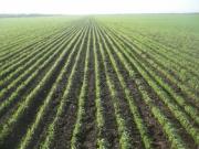 Аграрии понесли убытки в размере 3,8 миллиона гривен