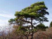 Мебель из сосны создаст уют в доме